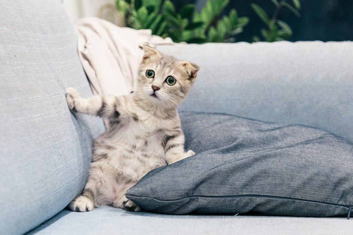 Junge Katze klettert an einer Sofalehne